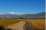 Vineyards-in-Mendoza-Argentina