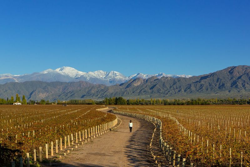 Vineyards-in-Mendoza-Argentina